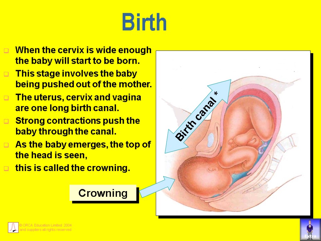 Birth When the cervix is wide enough the baby will start to be born.